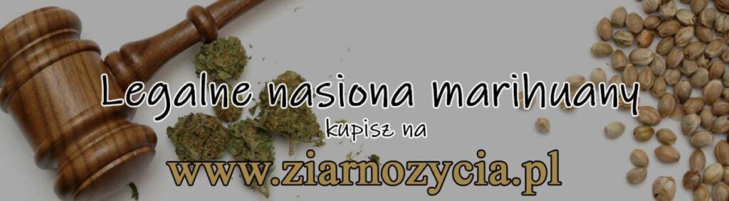 nasiona marihuany sklep